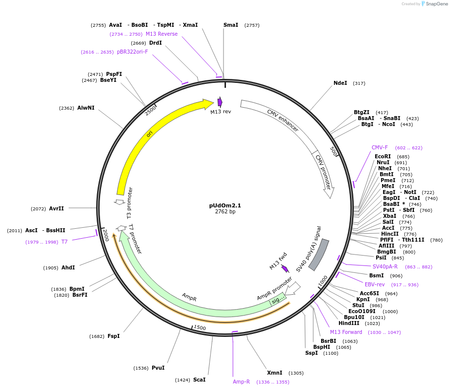 210278-plasmid-map-sequence-id-422568