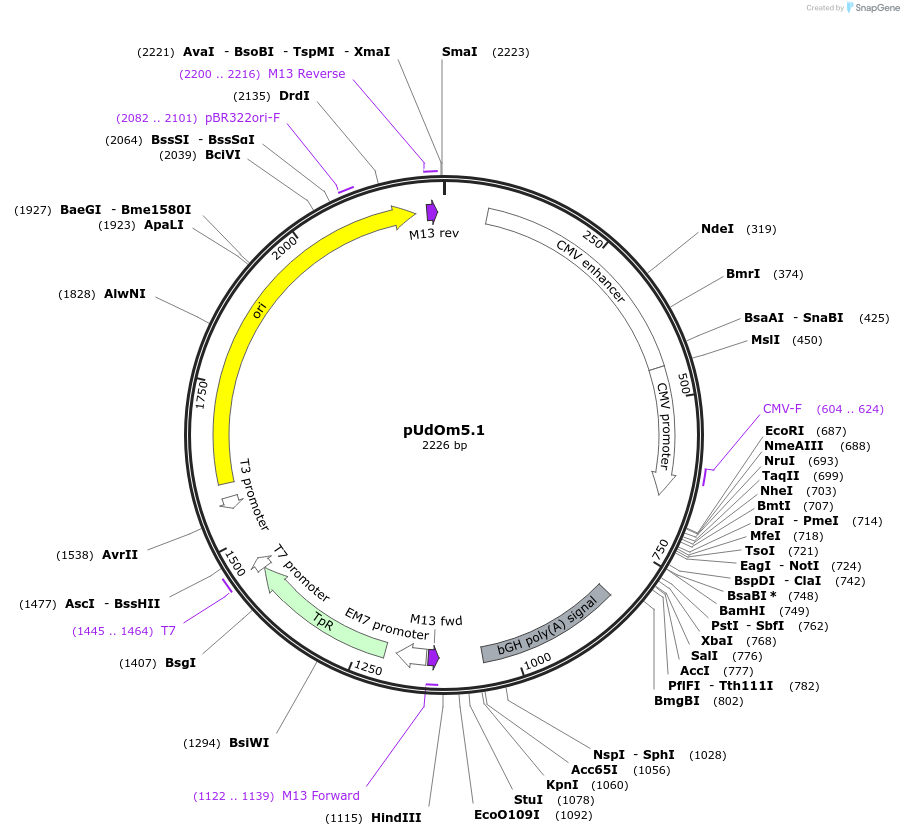 210285-plasmid-map-sequence-id-422569