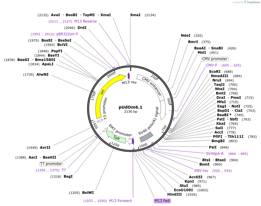 210286-plasmid-map-sequence-id-422570