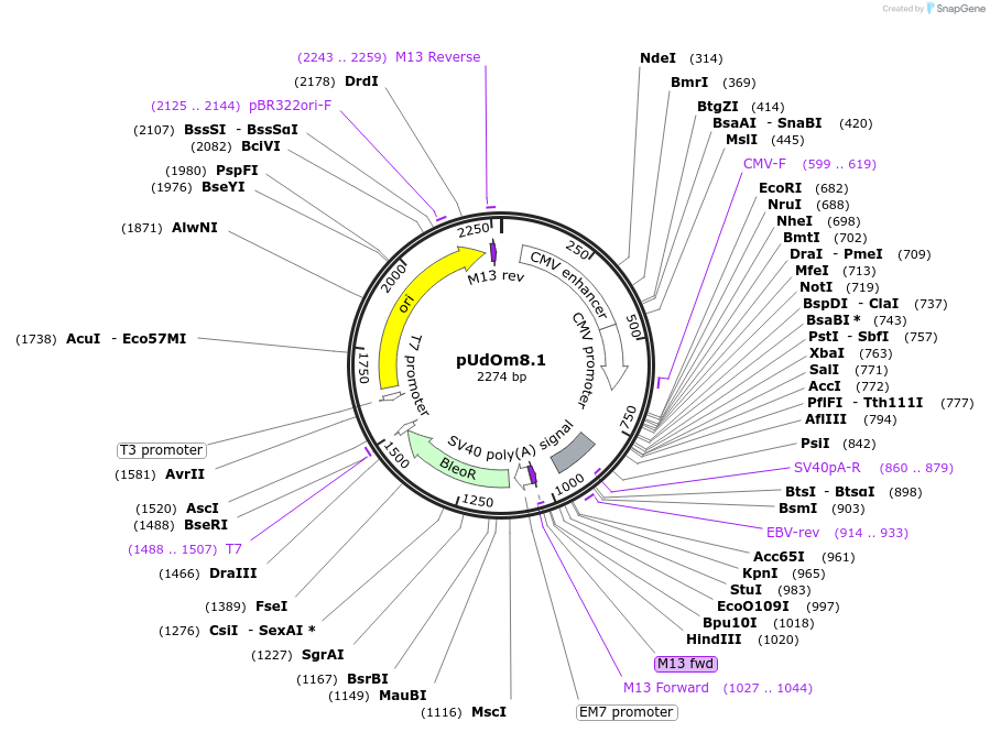210288-plasmid-map-sequence-id-422572