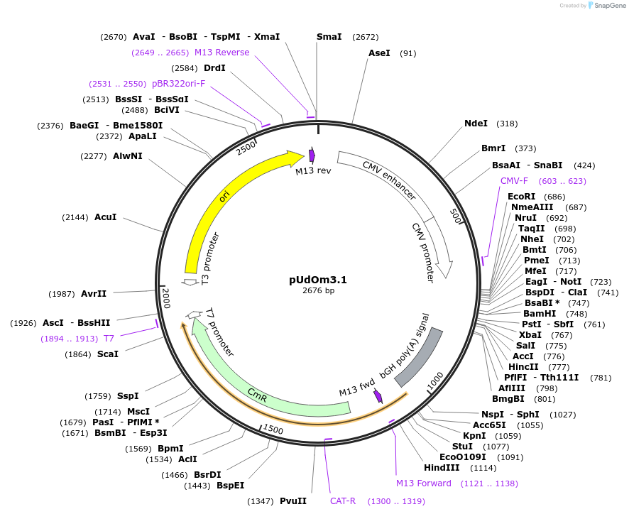 210283-plasmid-map-sequence-id-422574