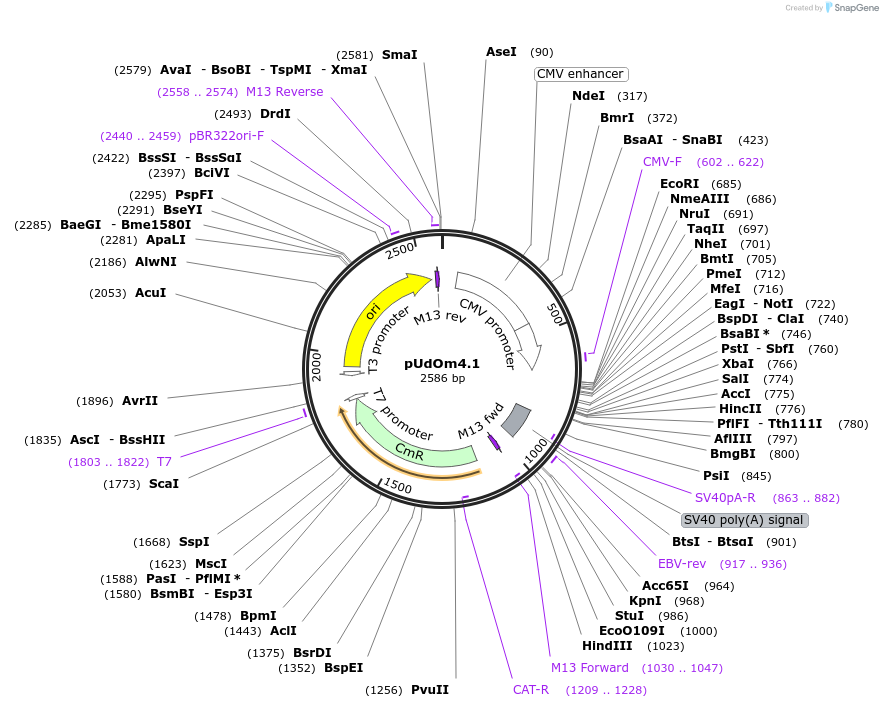 210284-plasmid-map-sequence-id-422576