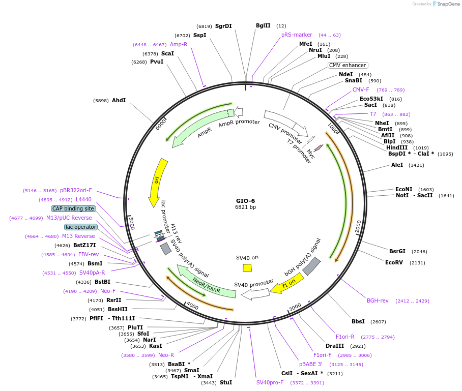 213390-plasmid-map-sequence-id-422578
