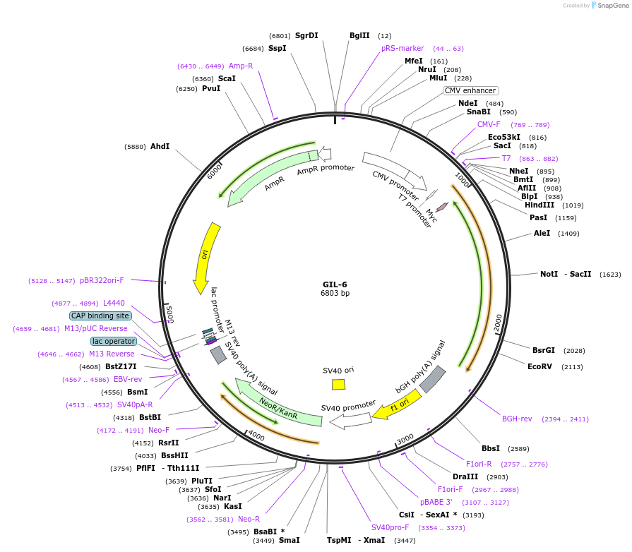 213389-plasmid-map-sequence-id-422580