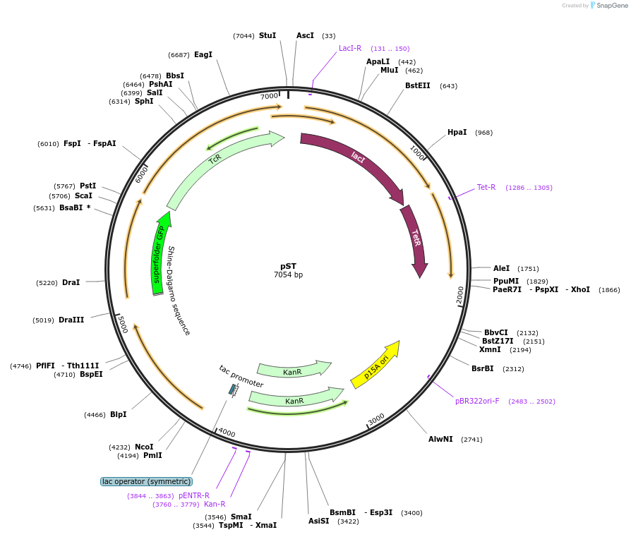 213143-plasmid-map-sequence-id-422586