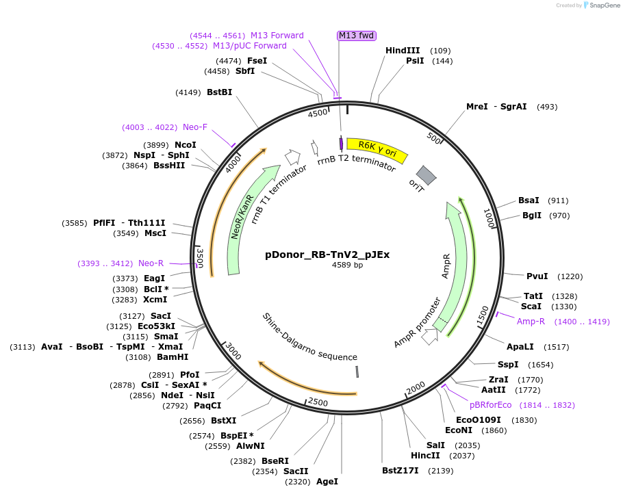 213908-plasmid-map-sequence-id-422595