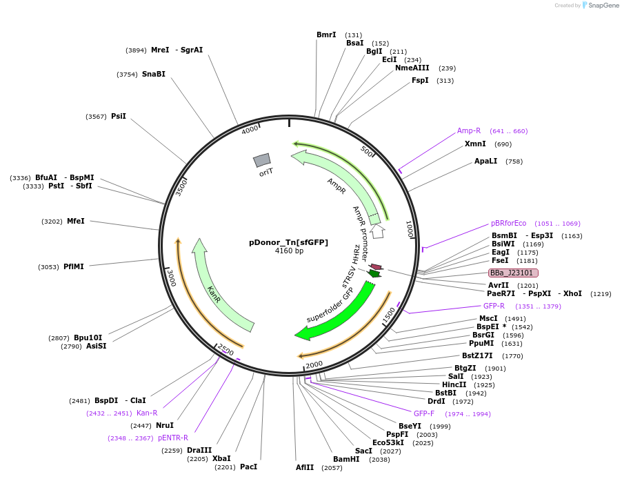 213902-plasmid-map-sequence-id-422615
