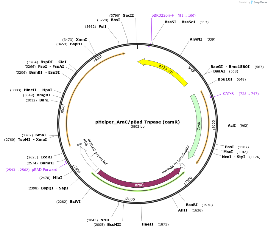213909-plasmid-map-sequence-id-422616