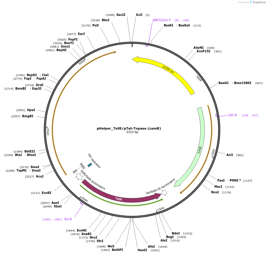 213910-plasmid-map-sequence-id-422617