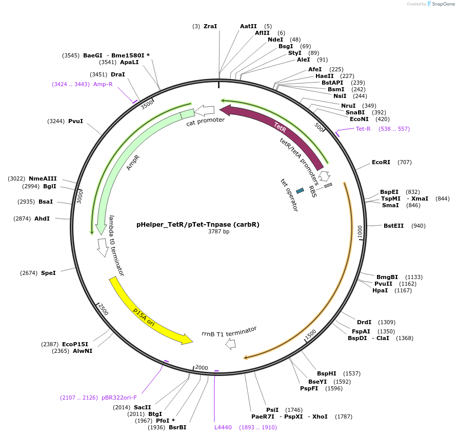 213911-plasmid-map-sequence-id-422618