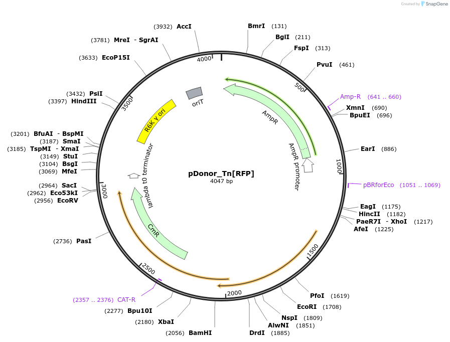 213904-plasmid-map-sequence-id-422623