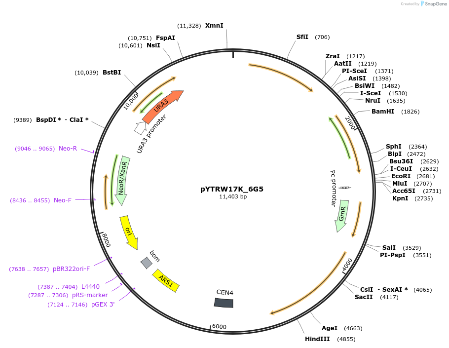 177285-plasmid-map-sequence-id-422626