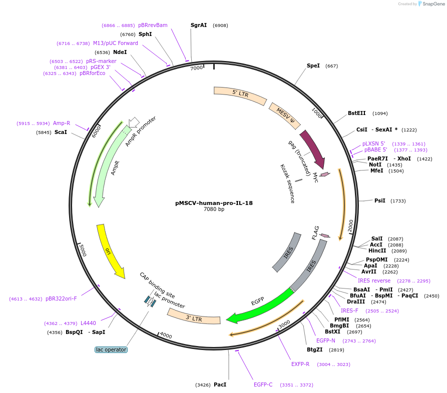 214317-plasmid-map-sequence-id-422629