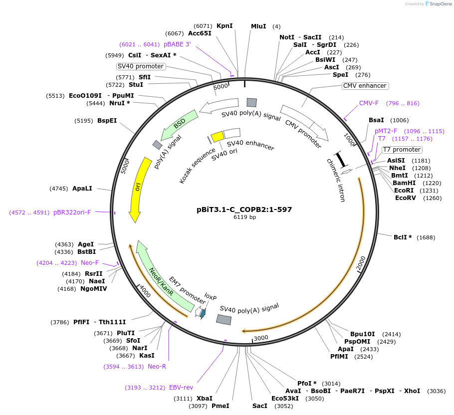 211055-plasmid-map-sequence-id-422633