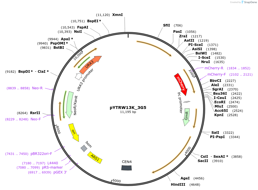 177287-plasmid-map-sequence-id-422647