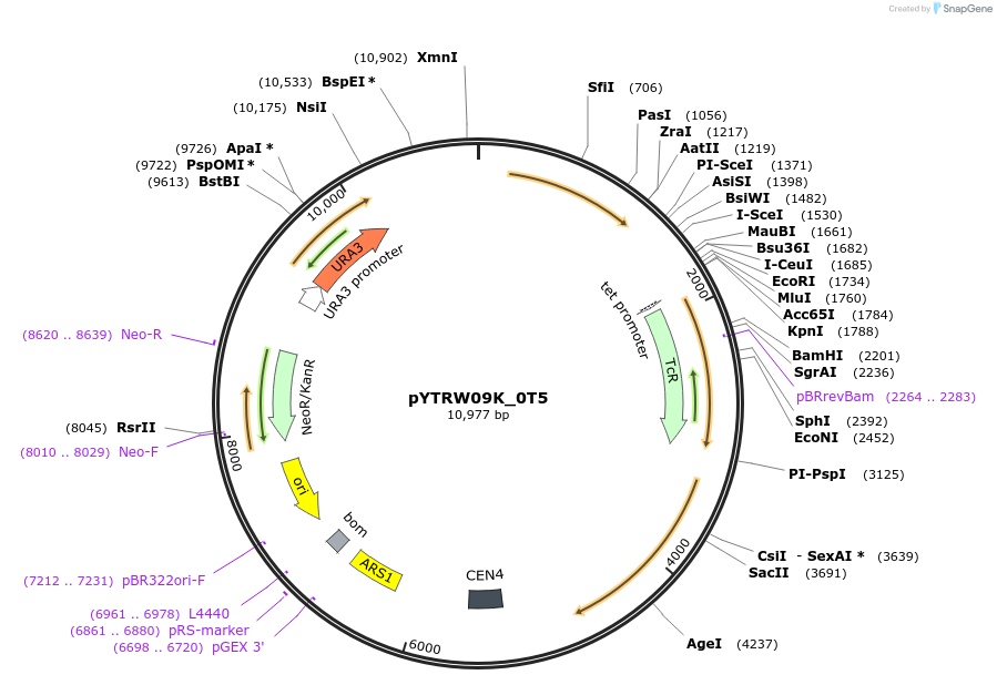 177281-plasmid-map-sequence-id-422651