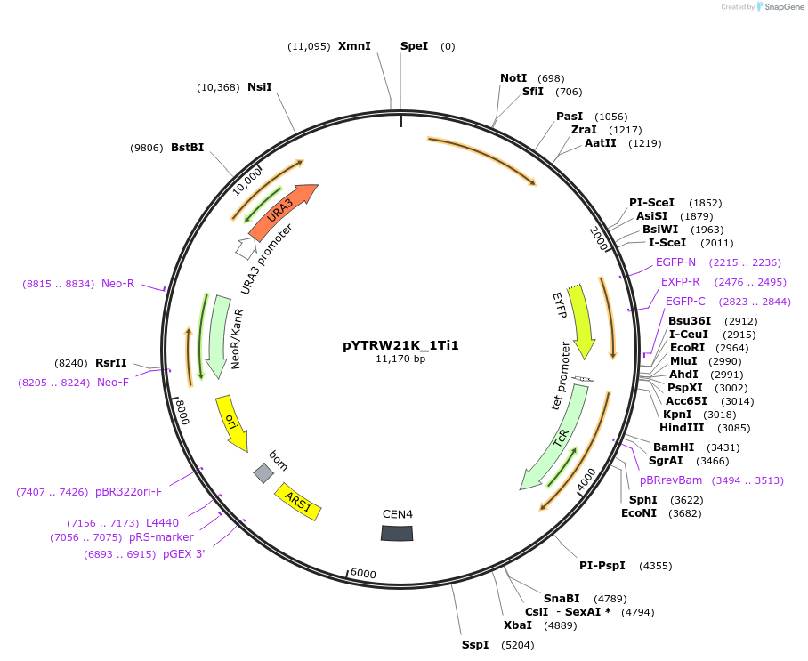 177291-plasmid-map-sequence-id-422653
