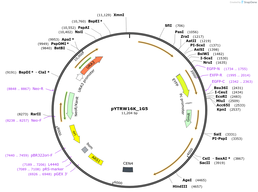 177286-plasmid-map-sequence-id-422656