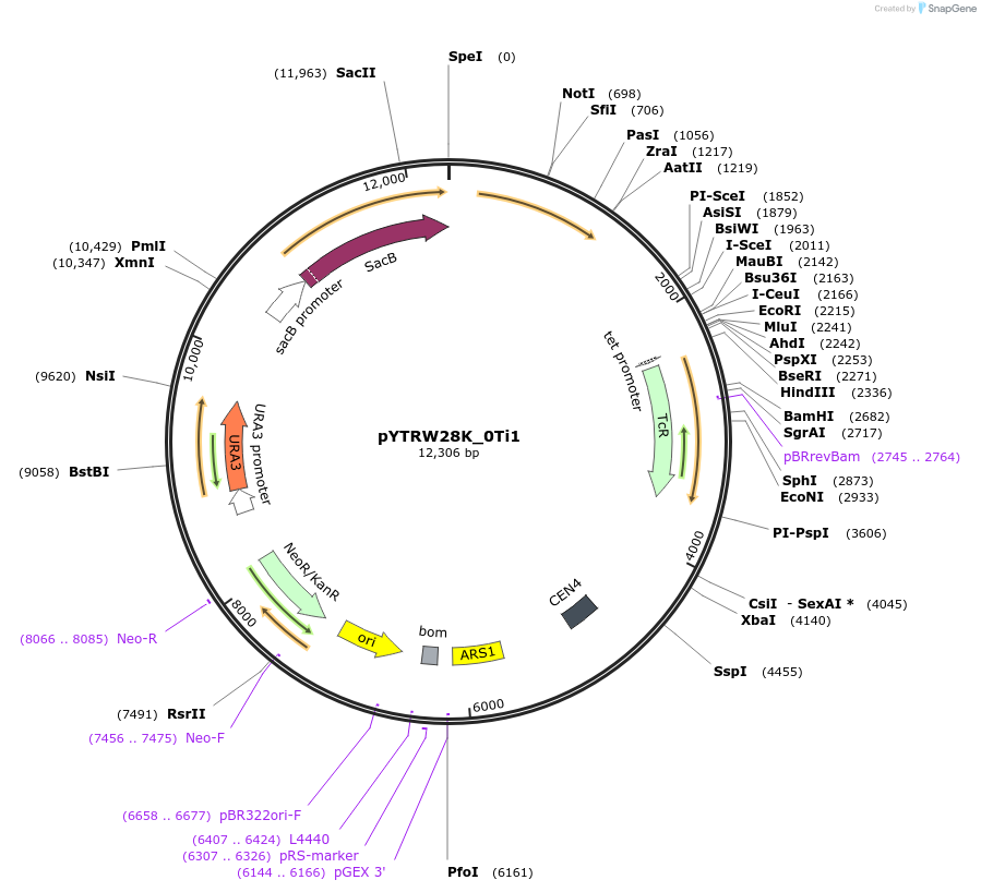 177290-plasmid-map-sequence-id-422658
