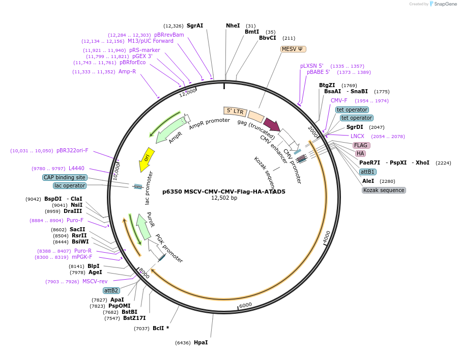 31356-plasmid-map-sequence-id-422660