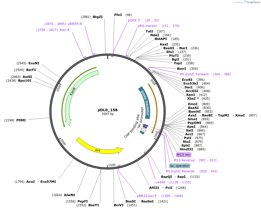 210779-plasmid-map-sequence-id-422661