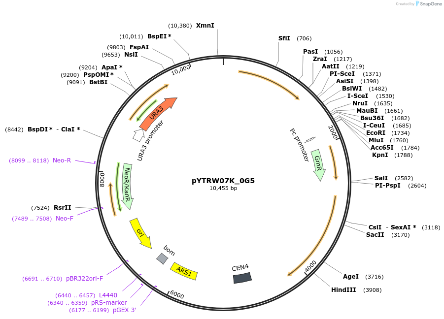 177279-plasmid-map-sequence-id-422662