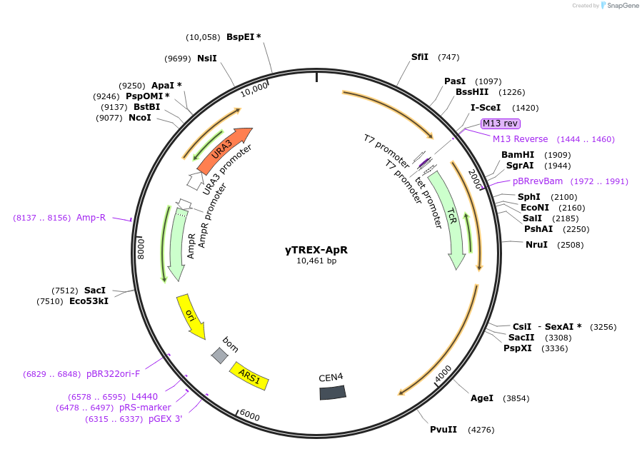 177307-plasmid-map-sequence-id-422665