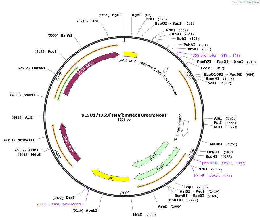 212162-plasmid-map-sequence-id-422667