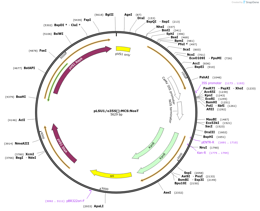 212163-plasmid-map-sequence-id-422668