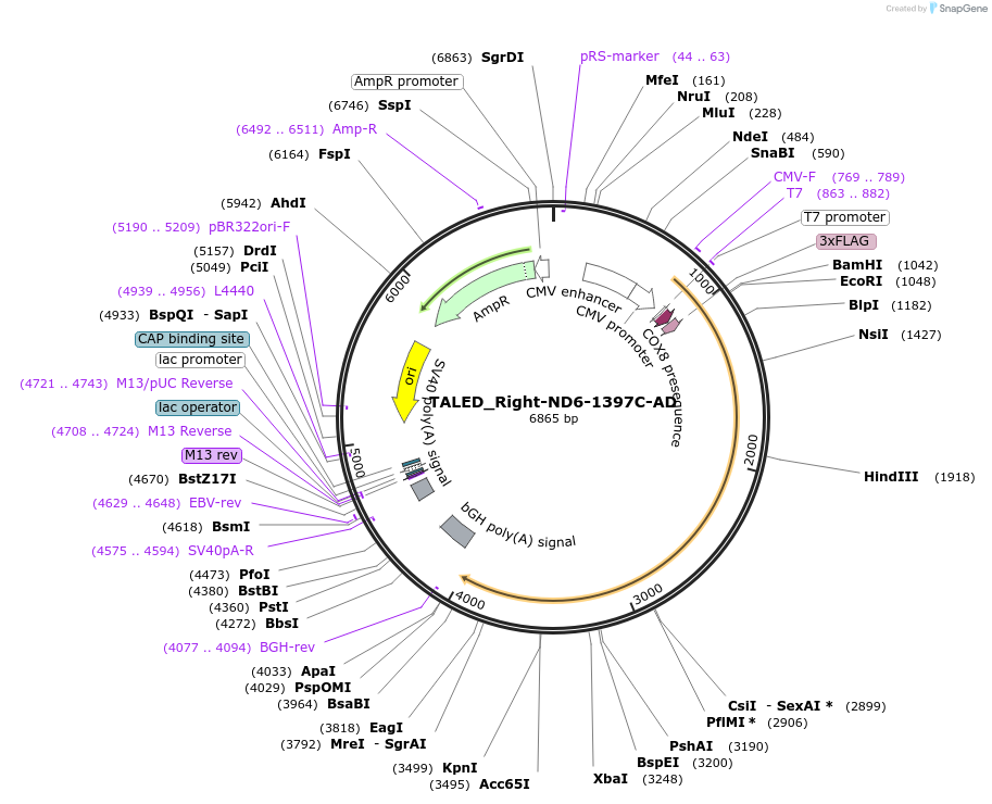 212956-plasmid-map-sequence-id-422671