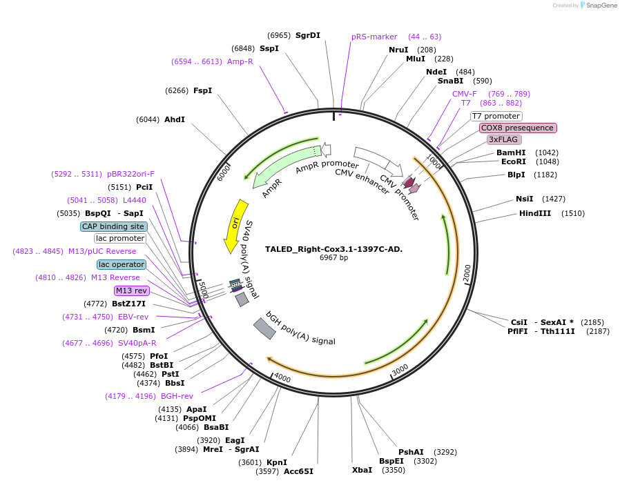212953-plasmid-map-sequence-id-422672