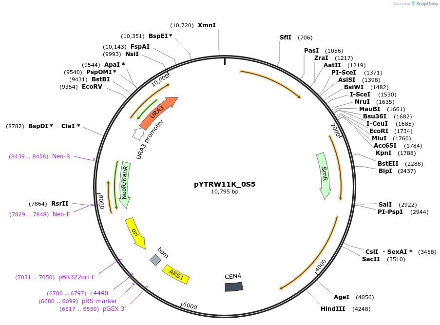 177282-plasmid-map-sequence-id-422673