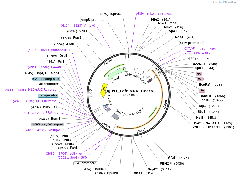 212952-plasmid-map-sequence-id-422674