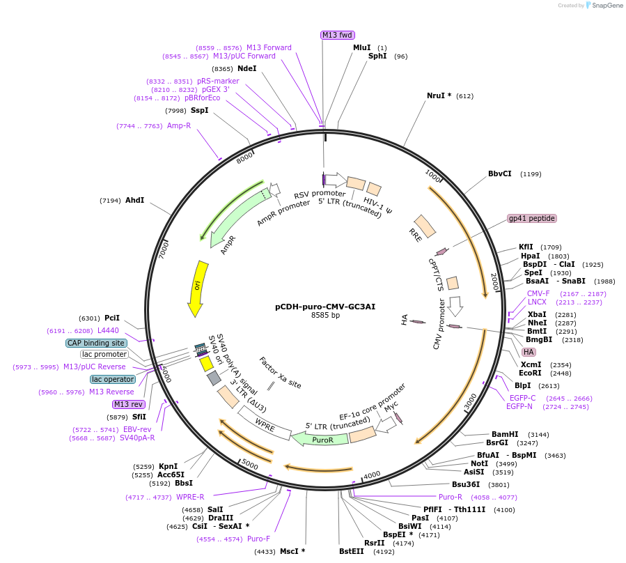 78910-plasmid-map-sequence-id-422676