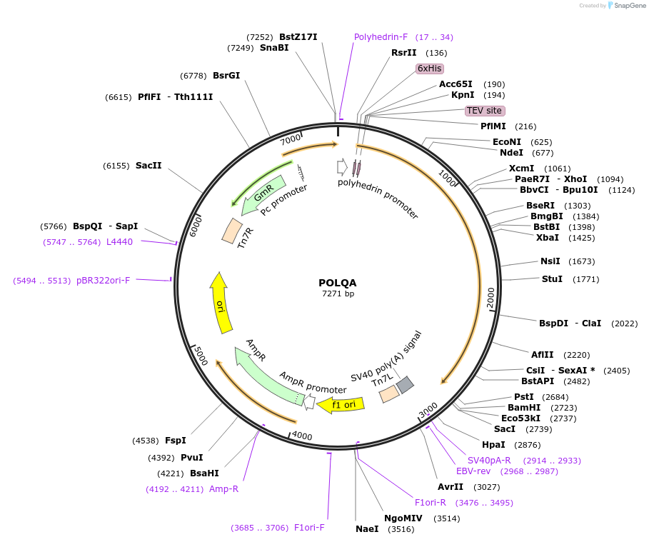 74645-plasmid-map-sequence-id-422680