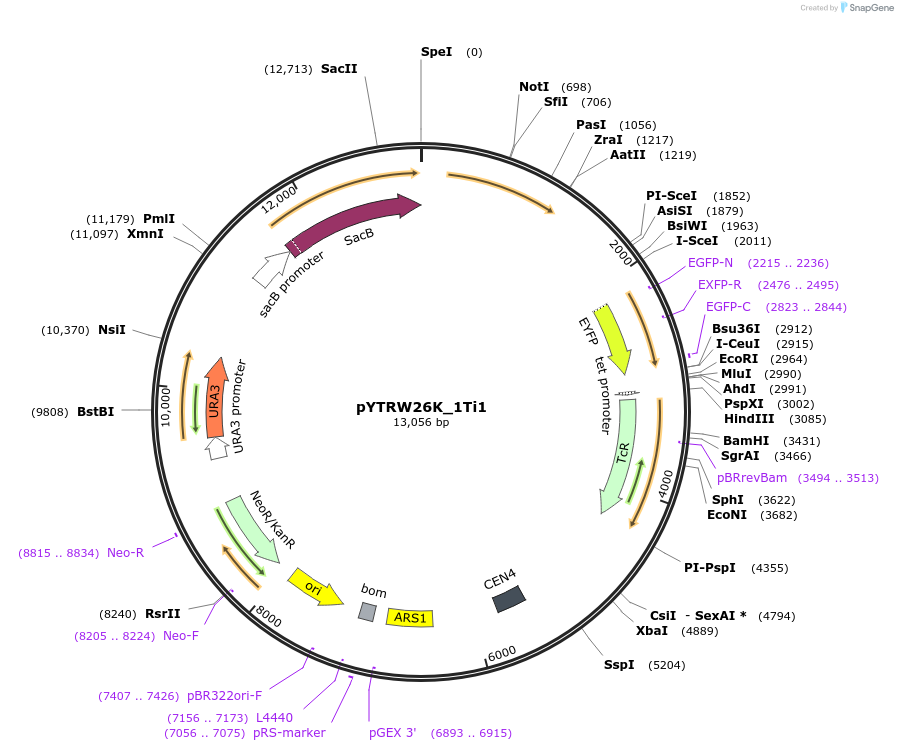 177292-plasmid-map-sequence-id-422682