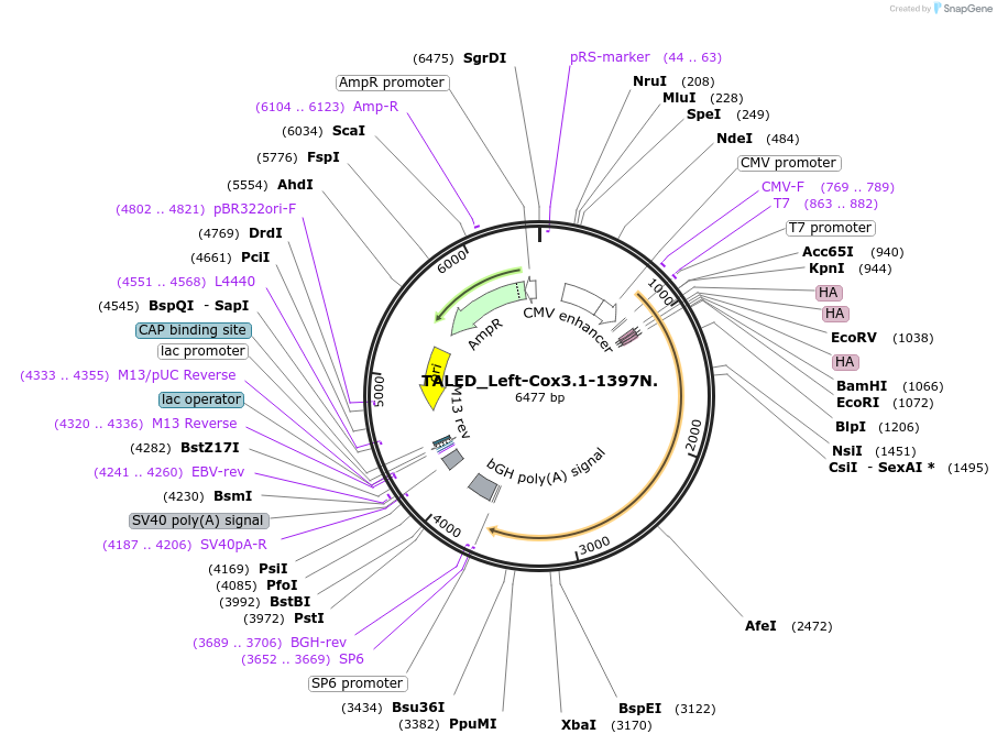 212950-plasmid-map-sequence-id-422686