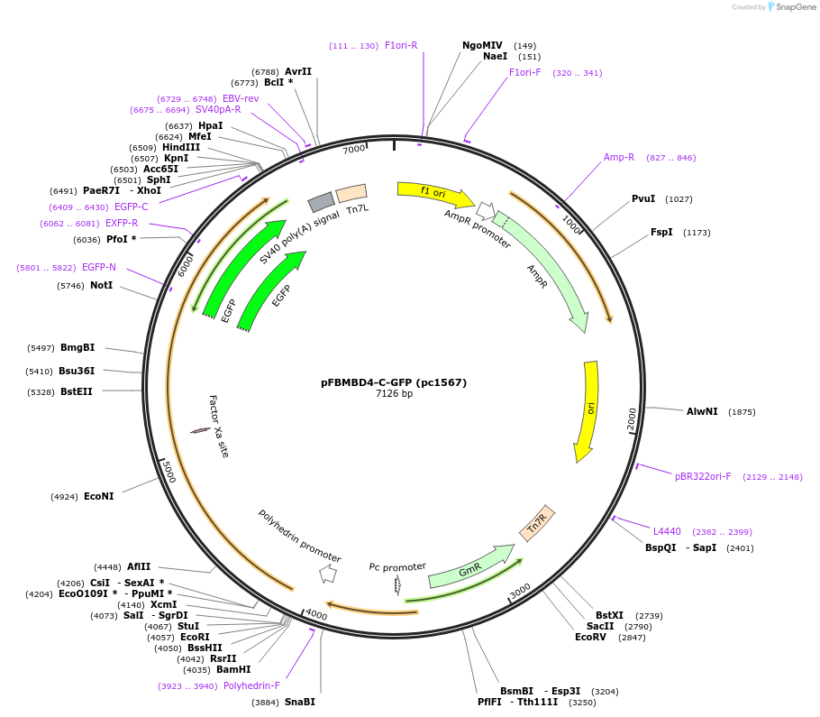211714-plasmid-map-sequence-id-422688