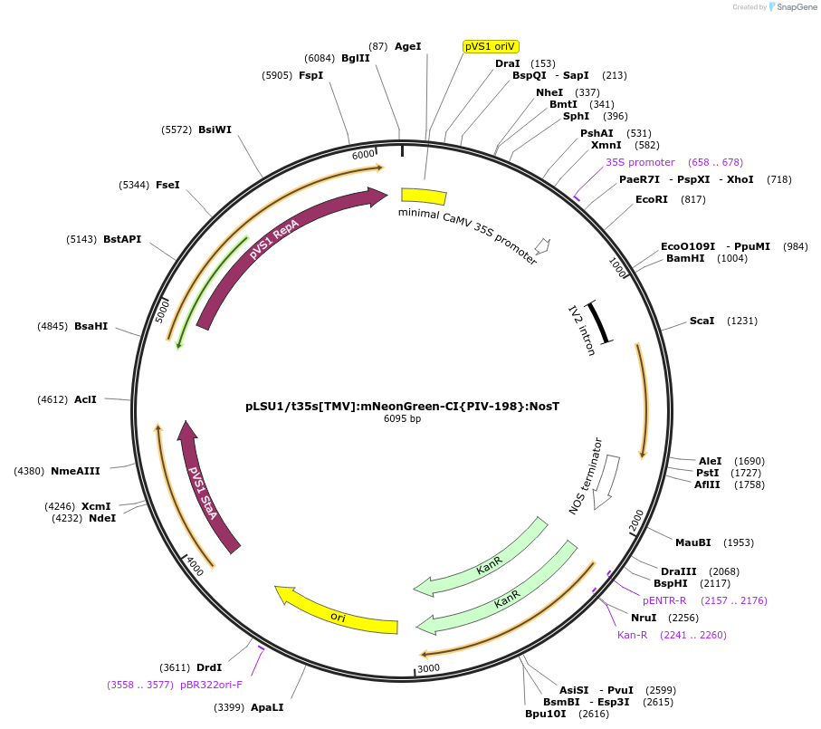 212172-plasmid-map-sequence-id-422720
