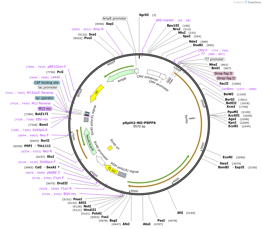 51740-plasmid-map-sequence-id-422735
