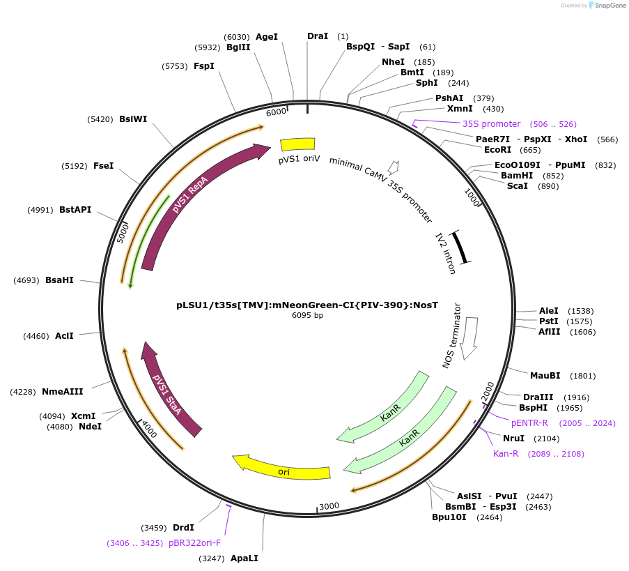 212174-plasmid-map-sequence-id-422736