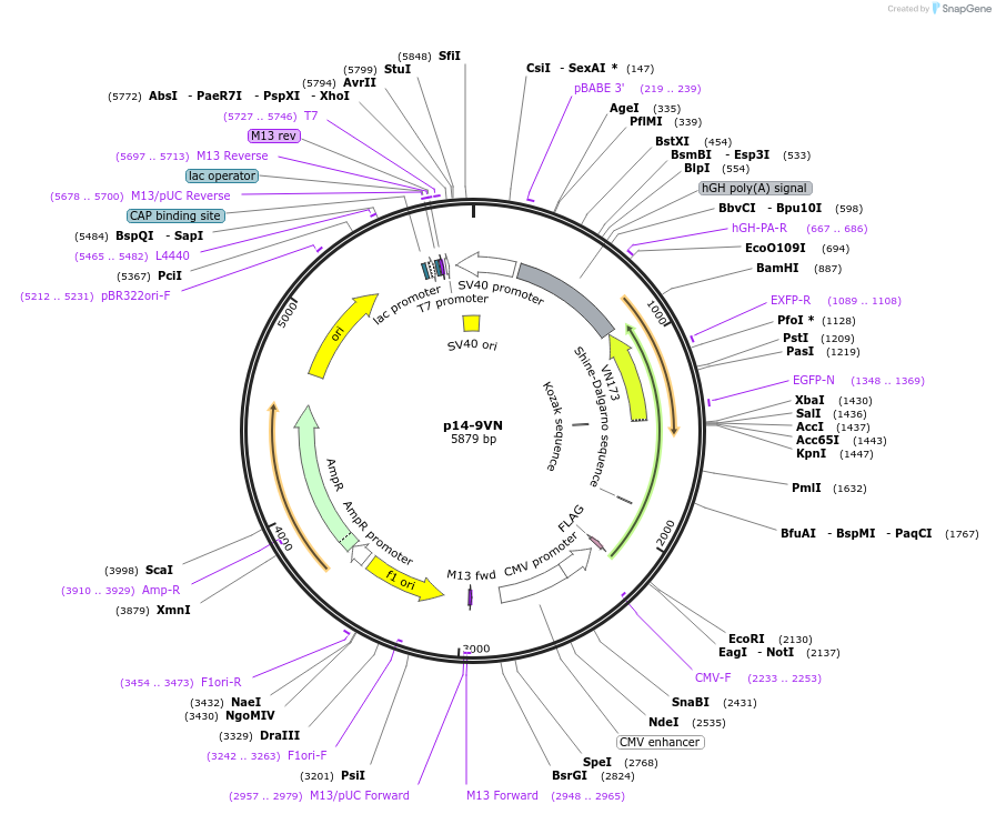 50930-plasmid-map-sequence-id-422738