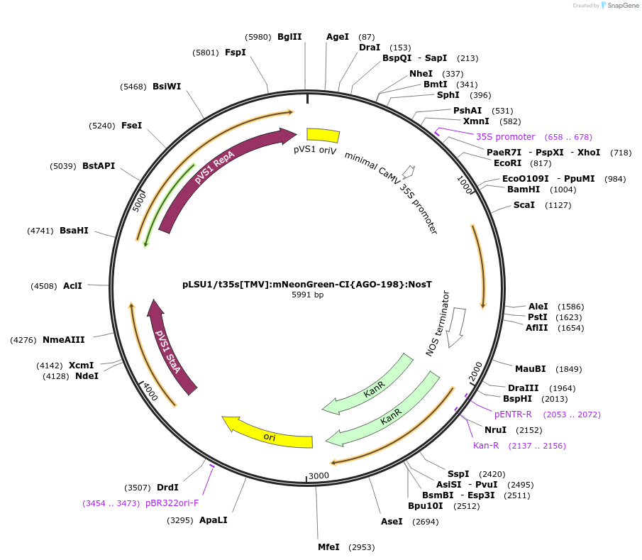 212175-plasmid-map-sequence-id-422739