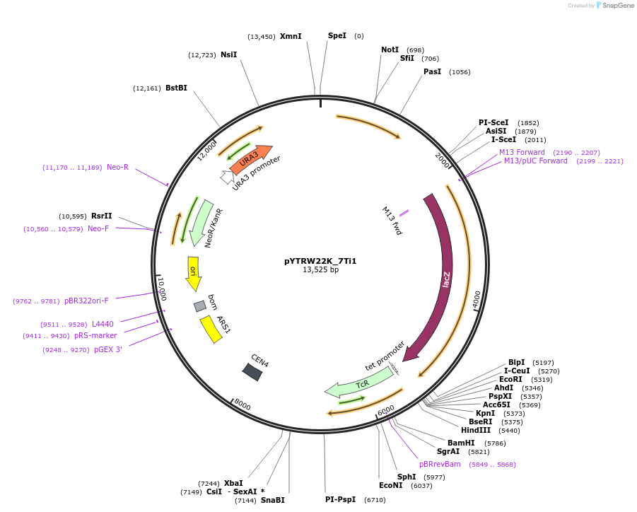 177293-plasmid-map-sequence-id-422740