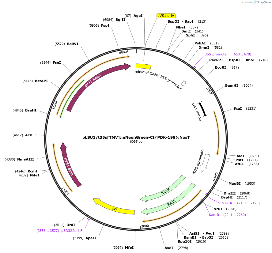212176-plasmid-map-sequence-id-422742