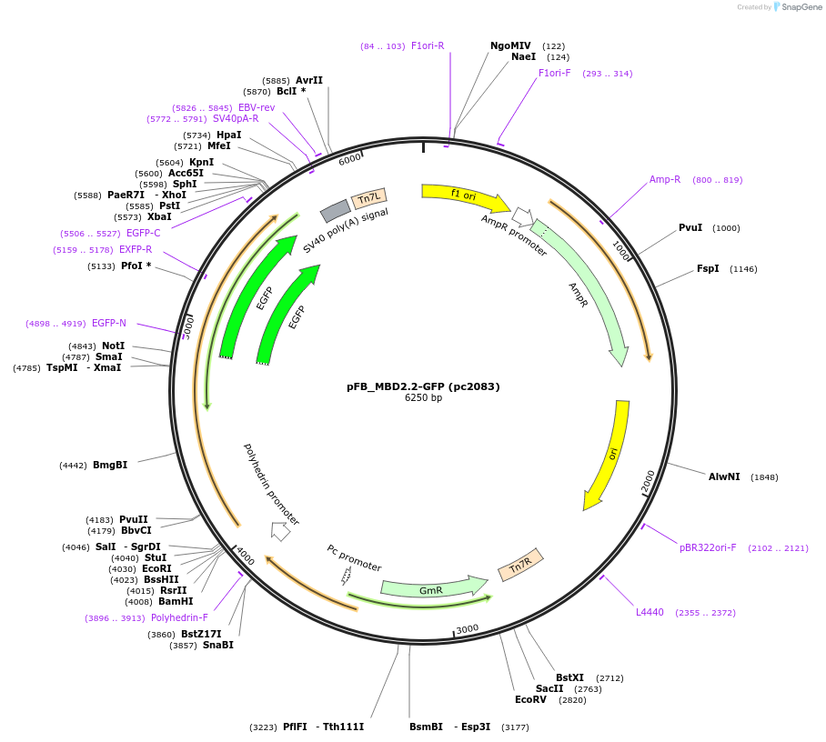211722-plasmid-map-sequence-id-422744