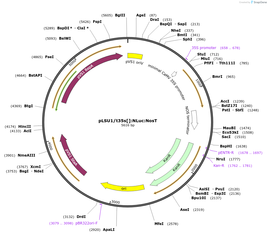 212180-plasmid-map-sequence-id-422749