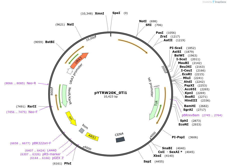 177289-plasmid-map-sequence-id-422750
