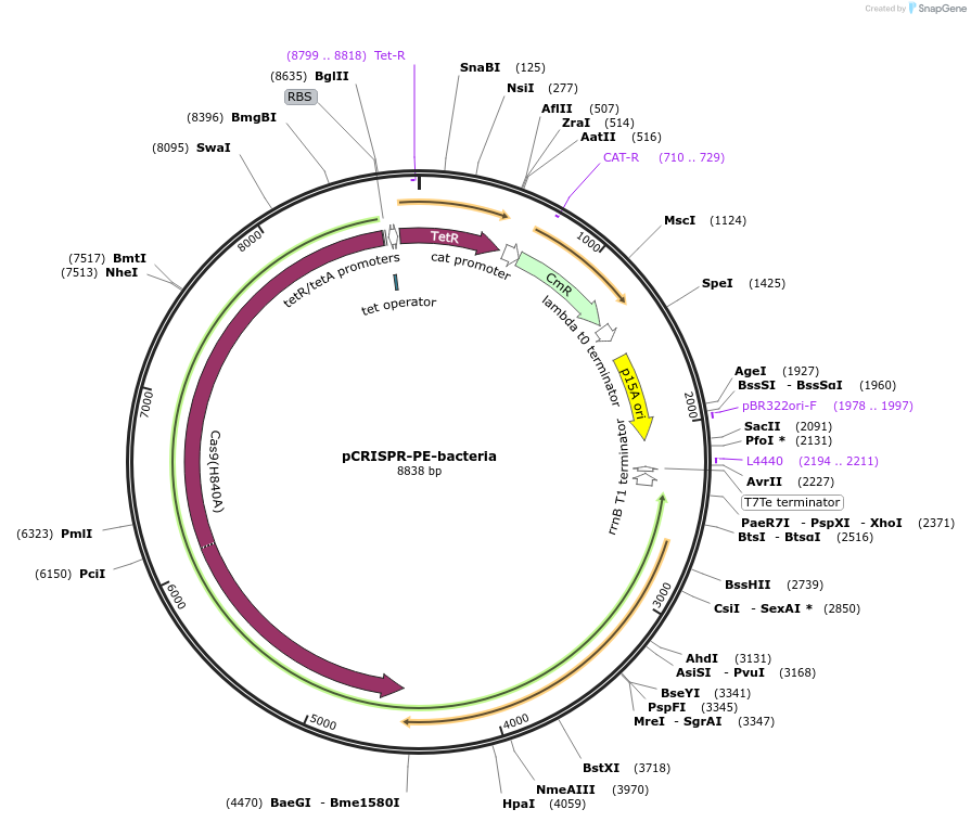 172715-plasmid-map-sequence-id-422752