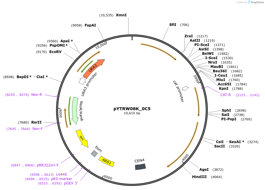 177280-plasmid-map-sequence-id-422753